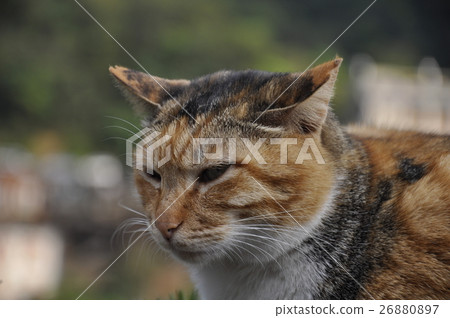 Cat  26880897