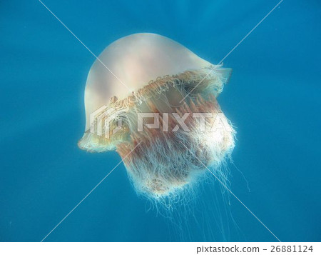 Ethidium jellyfishes Ethidium jellyfishes 26881124