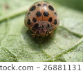 甲殼蟲，Epilachna瓢蟲 26881131