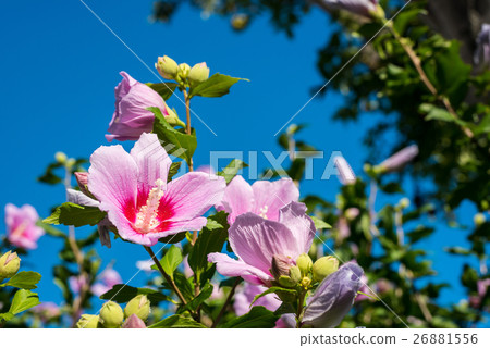 Mukugawa no Hana 26881556