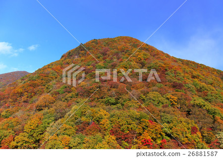 栗崎地區日光市，栃木縣（11月）樹蔭的秋葉 26881587