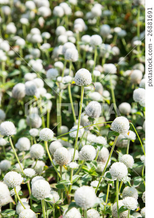 Round flower Round flower 26881691