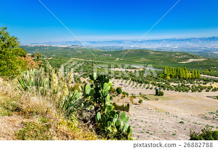 Andalusian landscape at Baeza, Spain 26882788