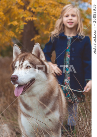 Child girl is walking with cute husky dog 26882919