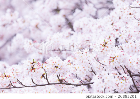 佐倉Sameyoshi沒有佐倉特寫鏡頭特寫鏡頭拷貝空間 佐倉Sameyoshi沒有佐倉特寫鏡頭特寫鏡頭拷貝空間 26883201