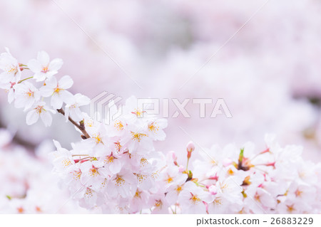 Sakura Sameyoshi no Sakura Closeup closeup copy space Sakura Sameyoshi no Sakura Closeup closeup copy space 26883229