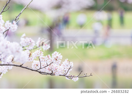 Sakura Sameyoshi no Sakura Closeup closeup copy space Sakura Sameyoshi no Sakura Closeup closeup copy space 26883282
