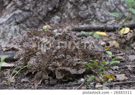 Grifola frondosa mushroom 26883311