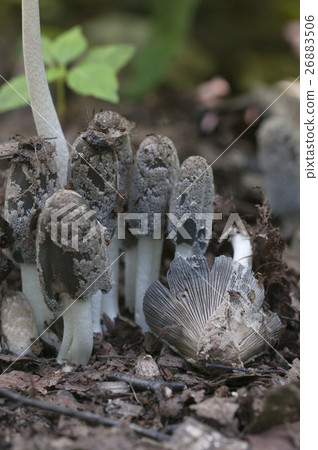 Coprinus cinereus mushrooms 26883506