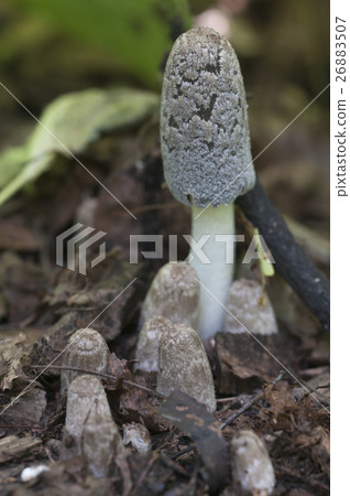 Coprinus cinereus mushrooms 26883507