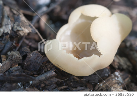 Peziza varia Peziza varia 26883550