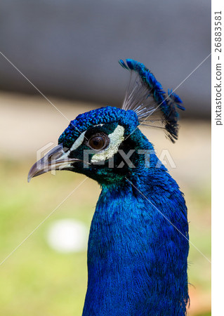 Head peacock closeup 26883581