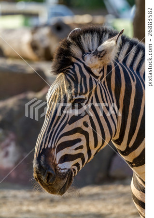 Zebra close up portrait Zebra close up portrait 26883582