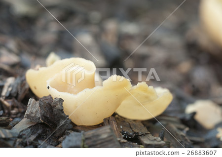 Peziza varia 26883607