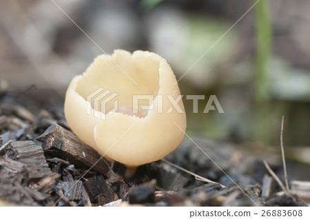 Peziza varia Peziza varia 26883608