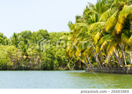 Jungle of the Kerala backwaters - chain of lagoons 26883869