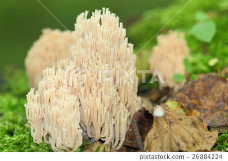 Ramaria stricta 26884224