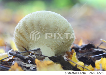 Lycoperdon perlatum 26884228