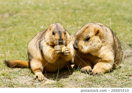 Two funny marmots with bisquit on green grass Two funny marmots with bisquit on green grass 26885810