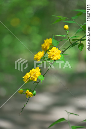 山吹 山吹 26887153