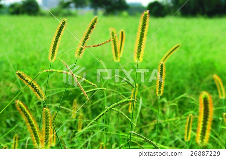 Setaria viridis 26887229
