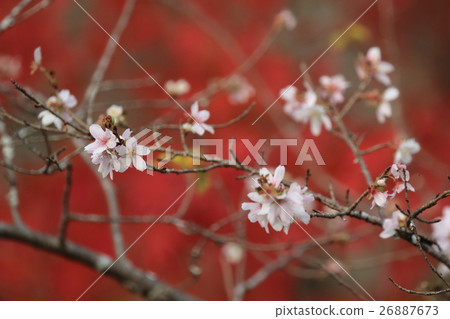 Four seasons Kawami Sakura no Sato 26887673