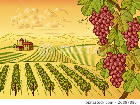 Vineyard valley landscape 26887886