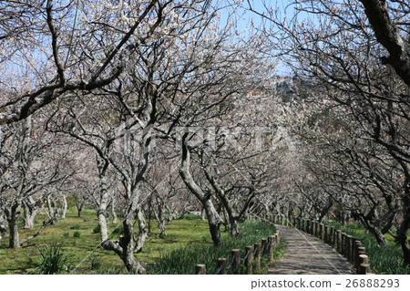Plums of Miura Peninsula Talaur Bairin 4 26888293
