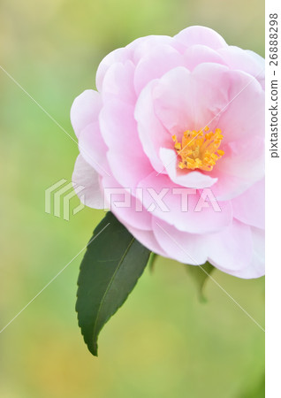 Flowers of Satake flowers 26888298