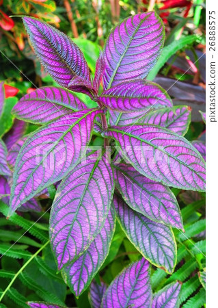 Ura Murasaki 26888575