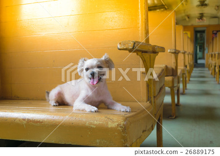 Dog on train Dog on train 26889175