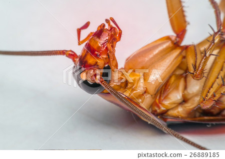 Macro of cockroach insects of the order Blattodea 26889185