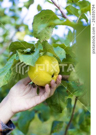 Holding a Freshly Picked 26889794