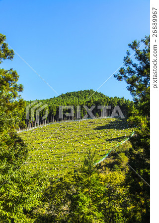 吉野雪松 吉野雪松 26889967