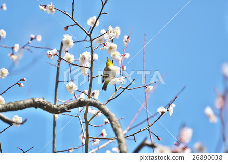 Mejiro on plum 26890038