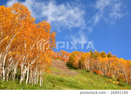 大農場的秋葉 26891189