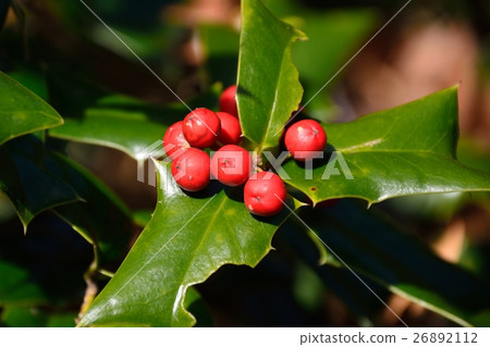 霍莉紅色護城河紅色果子 霍莉紅色護城河紅色果子 26892112