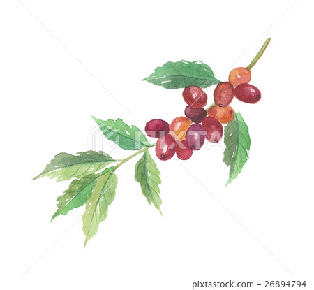 Coffee tree Coffee tree 26894794