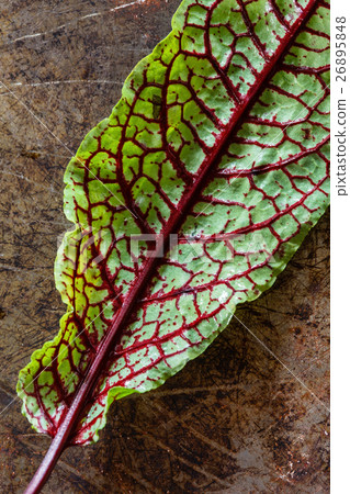 fresh salad leaves 26895848