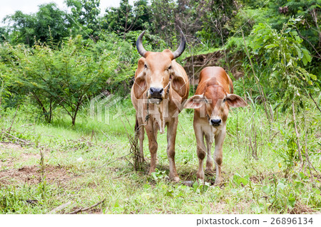 Thai cow and calf Thai cow and calf 26896134