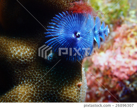 christmas tree worm christmas tree worm 26896307