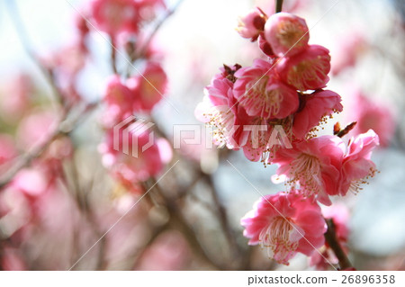 梅花粉紅色 梅花粉紅色 26896358