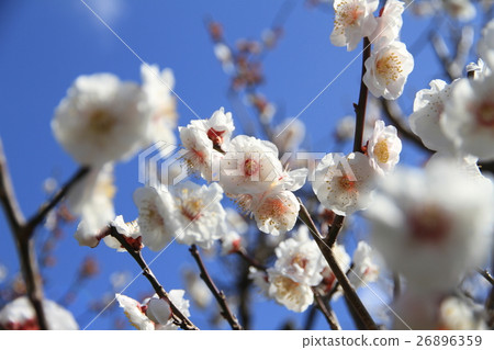 白花花 白花花 26896359