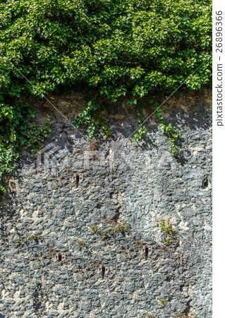 Wall background with leaf Wall background with leaf 26896366