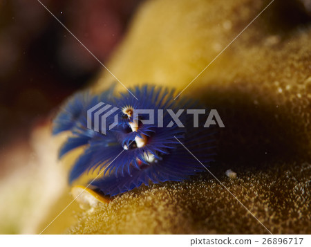 christmas tree worm 26896717