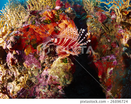 Spotfin Lionfish 26896724