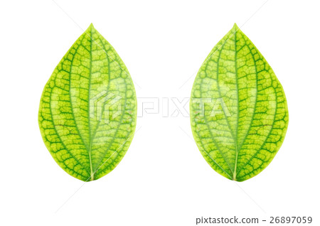 Pothos or devil's ivy leaf isolated on white backg Pothos or devil's ivy leaf isolated on white backg 26897059