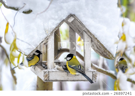 bird bird 26897241