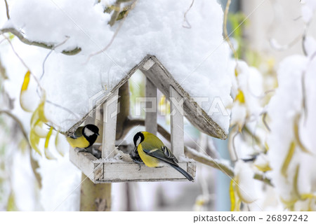 bird bird 26897242