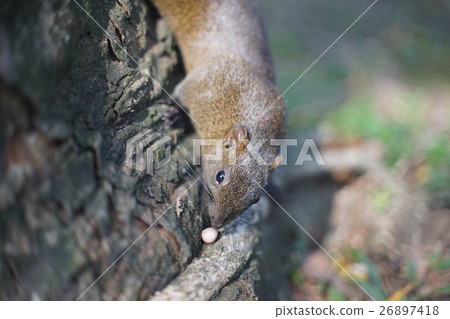 squirrel 26897418